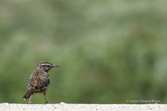 Campylorhynchus gularis