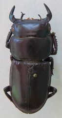 Dorcus antaeus antaeus