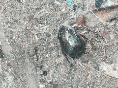 Paranomala cincta