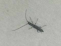 Neocompsa puncticollis