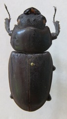 Dorcus antaeus antaeus