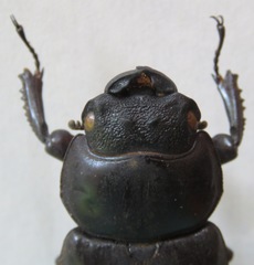 Dorcus antaeus antaeus