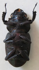 Dorcus antaeus antaeus