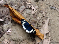 Heliconius eleuchia eleuchia
