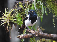 Magpie Tanager photo 3