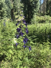 Delphinium barbeyi
