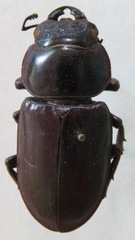 Dorcus antaeus antaeus
