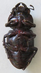 Dorcus antaeus antaeus