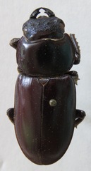 Dorcus antaeus antaeus