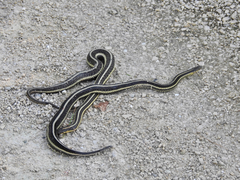 Thamnophis butleri