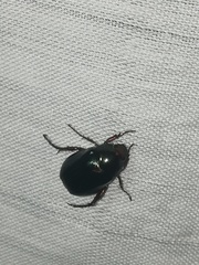 Paranomala cincta
