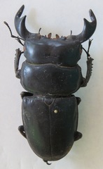 Dorcus antaeus antaeus