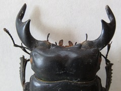 Dorcus antaeus antaeus