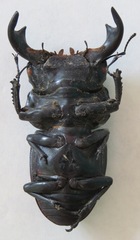 Dorcus antaeus antaeus