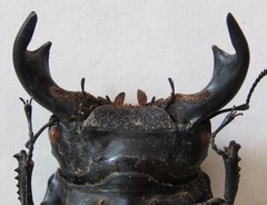 Dorcus antaeus antaeus