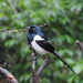 Magpie Tanager - Photo (c) Nelson Wisnik, some rights reserved (CC BY-NC), uploaded by Nelson Wisnik