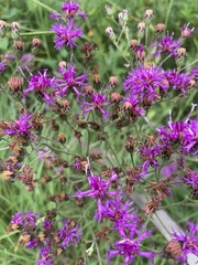 Vernonia texana
