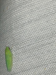 Chloronana