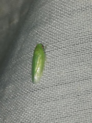 Chloronana