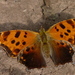 Eastern Comma - Photo (c) John Beetham, some rights reserved (CC BY-NC), uploaded by John Beetham