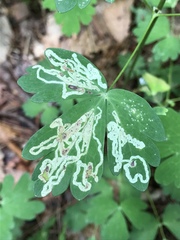 Phytomyza minuscula group