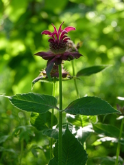 Monarda media