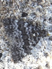 Dichromodes disputata