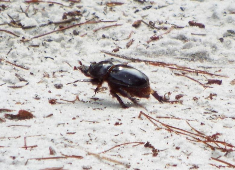 Splendid Ox Beetle