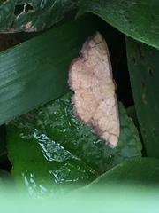 Pylargosceles steganioides