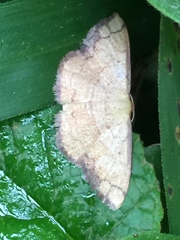 Pylargosceles steganioides