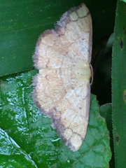 Pylargosceles steganioides
