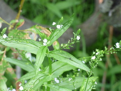Veronica anagallis-aquatica