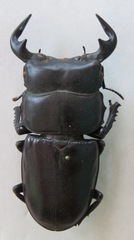Dorcus antaeus antaeus