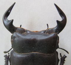 Dorcus antaeus antaeus