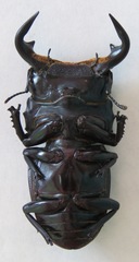 Dorcus antaeus antaeus