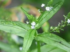 Veronica anagallis-aquatica