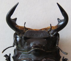 Dorcus antaeus antaeus