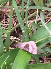 Hypena trigonalis