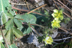 Potentilla subviscosa