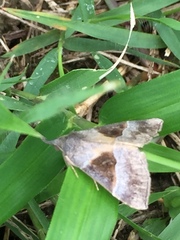 Hypena trigonalis
