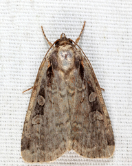 Eueretagrotis sigmoides