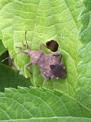 Acanthocoris sordidus