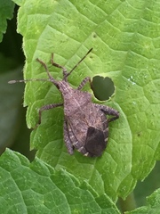 Acanthocoris sordidus