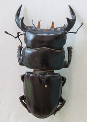 Dorcus antaeus antaeus