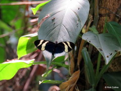 Heliconius eleuchia eleuchia