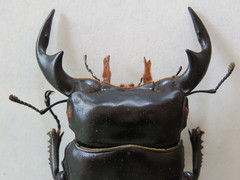 Dorcus antaeus antaeus
