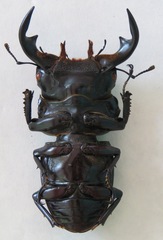 Dorcus antaeus antaeus
