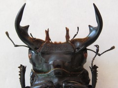 Dorcus antaeus antaeus
