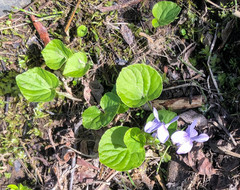 Viola epipsiloides