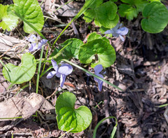 Viola epipsiloides